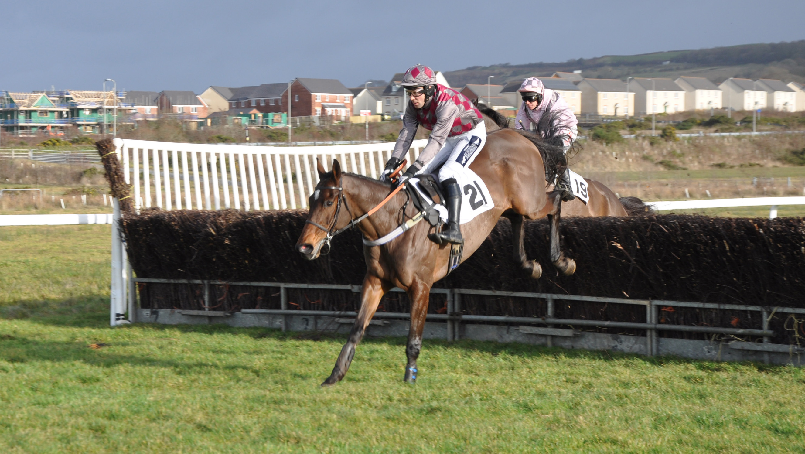 Buck on road for season’s first hunters’ chase, Weatherbys Point-to ...